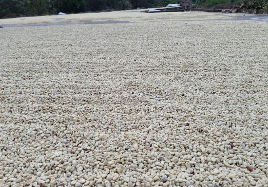 Guatemala El Socorro y Anexos Red Bourbon